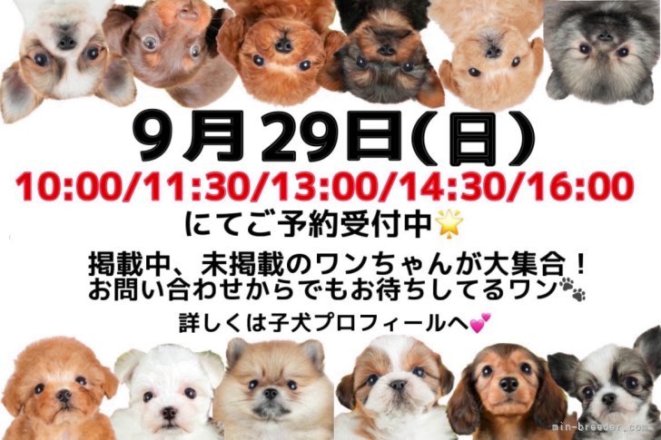 9/29(日)見学会開催に伴い講習会も開催決定🌟｜峯田　遥香(みねた　はるか)ブリーダー(茨城県・トイプードルなど・JKC登録)の紹介写真1