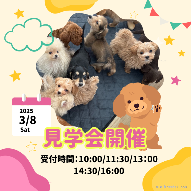 2月22日(土)関東最大規模の見学会開催💕掲載中、未掲載のワンちゃんが勢ぞろい🐾｜峯田　遥香(みねた　はるか)ブリーダー(茨城県・トイプードルなど・JKC登録)の紹介写真1