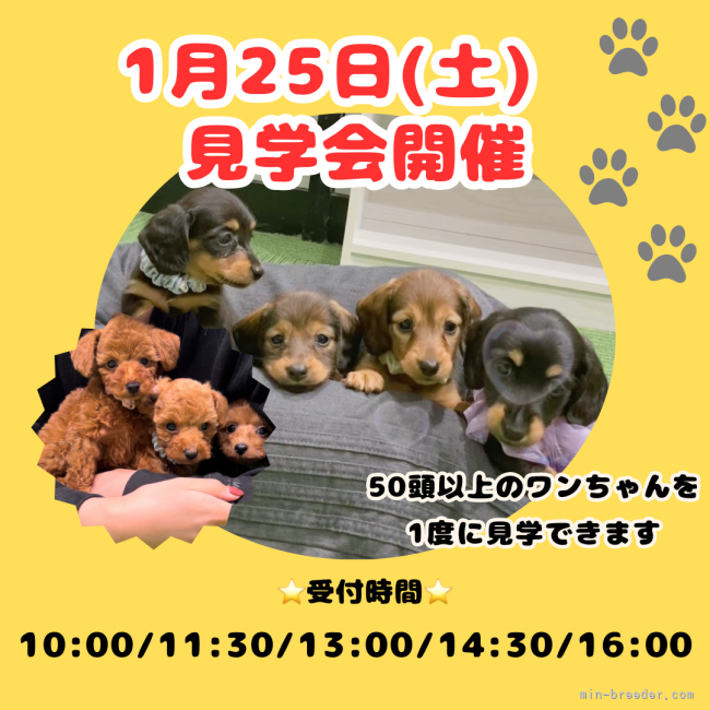 1月11日日(土)関東最大規模の見学会開催💕掲載中、未掲載のワンちゃんが勢ぞろい🐾｜峯田　遥香(みねた　はるか)ブリーダー(茨城県・トイプードルなど・JKC登録)の紹介写真1