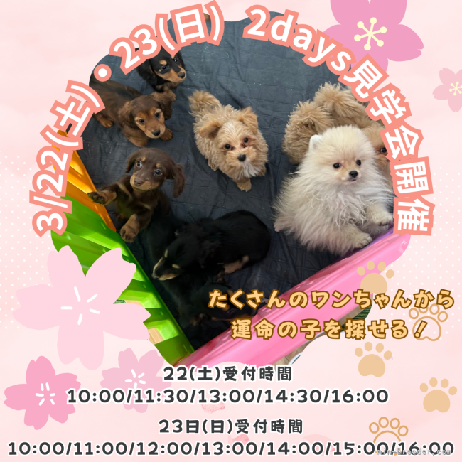 3月22日(土)・23日(日)2days見学会🌟毎回20組以上の方が参加！先着順なのでお早めに💨｜峯田　遥香(みねた　はるか)ブリーダー(茨城県・トイプードルなど・JKC登録)の紹介写真1