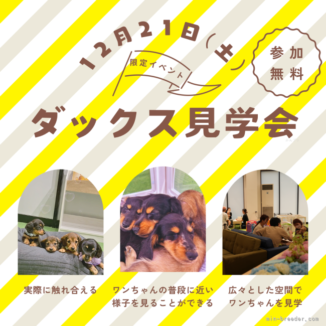 12月21日(土)ダックス見学会開催🎉この日だけしか見学できないダックスちゃんも参加します💥｜峯田　遥香(みねた　はるか)ブリーダー(茨城県・トイプードルなど・JKC登録)の紹介写真2