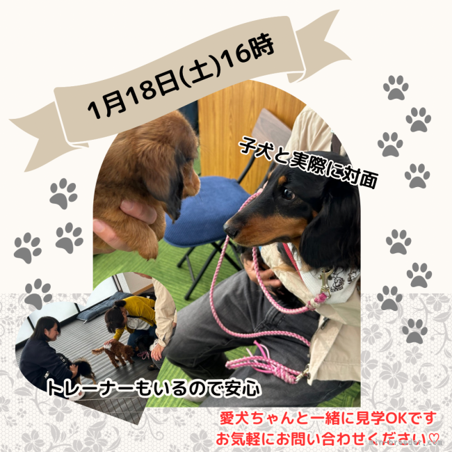 1/18(土)16時より愛犬ちゃんと一緒に見学にお越しいただけます🐶トレーナーもいるので安心🌟｜峯田　遥香(みねた　はるか)ブリーダー(茨城県・トイプードルなど・JKC登録)の紹介写真2