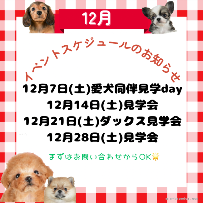 12月のイベント盛りだくさん💕詳しくはブログをご覧いただきお好きなイベントにご参加ください🐾｜峯田　遥香(みねた　はるか)ブリーダー(茨城県・トイプードルなど・JKC登録)の紹介写真3