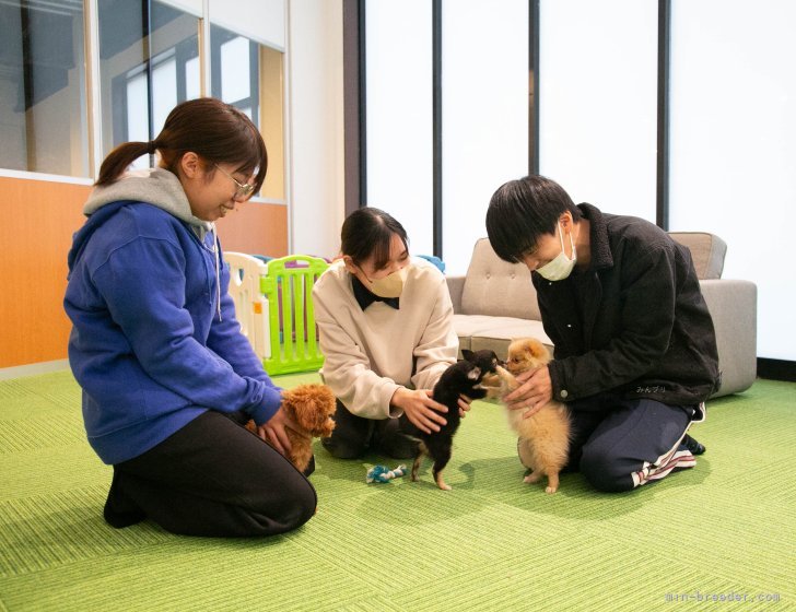 わんちゃんたちと遊びながら見学｜峯田　遥香(みねた　はるか)ブリーダー(茨城県・トイプードルなど・JKC登録)の紹介写真7