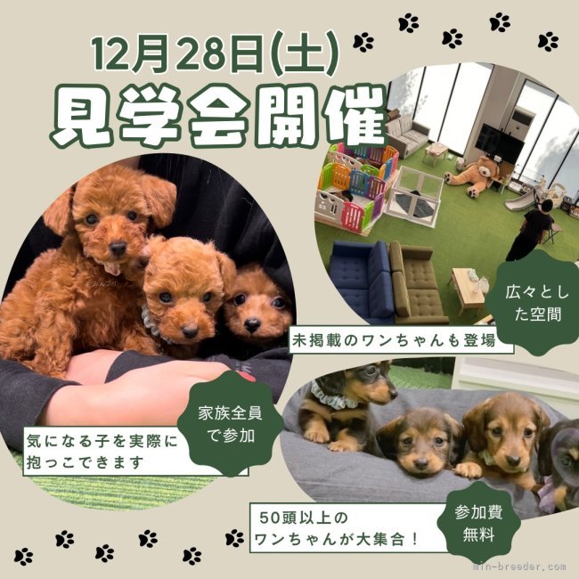 峯田遥香ブリーダーのブログ：🎉12月28日(土) 子犬見学会開催！今年最後の運命の出会いをお手伝い🐾