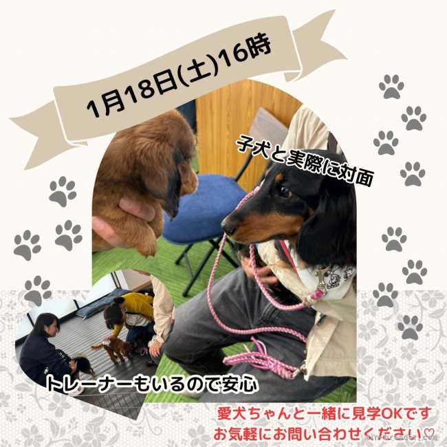 峯田遥香ブリーダーのブログ：🐶✨愛犬ちゃんと一緒に特別見学へ！1月18日(土)16時スタート💖