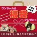 トイプードル(トイ)【茨城県・男の子・2024年10月18日・レッド】の写真5「1月2日から福袋プレゼント🎁無くなり次第です💦」