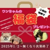 ミニチュアダックスフンド(ロング)【茨城県・男の子・2024年10月27日・シェーデッドレッド】の写真5「1月2日から福袋プレゼント🎁無くなり次第終了です💦」