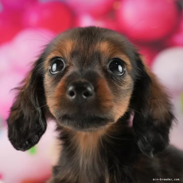 スッチー 様のお迎えした子犬