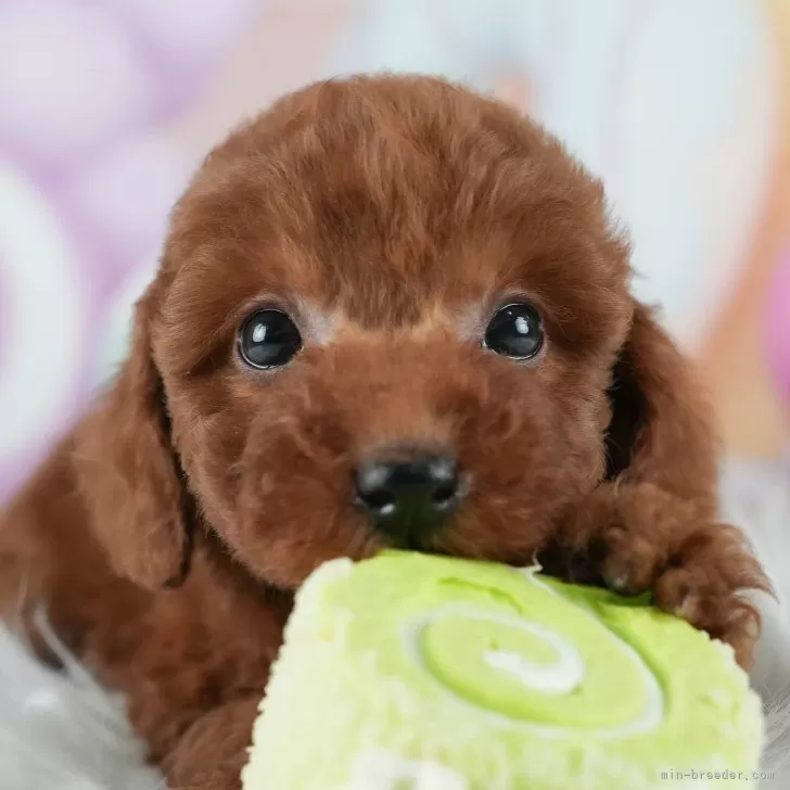 S.S 様のお迎えした子犬