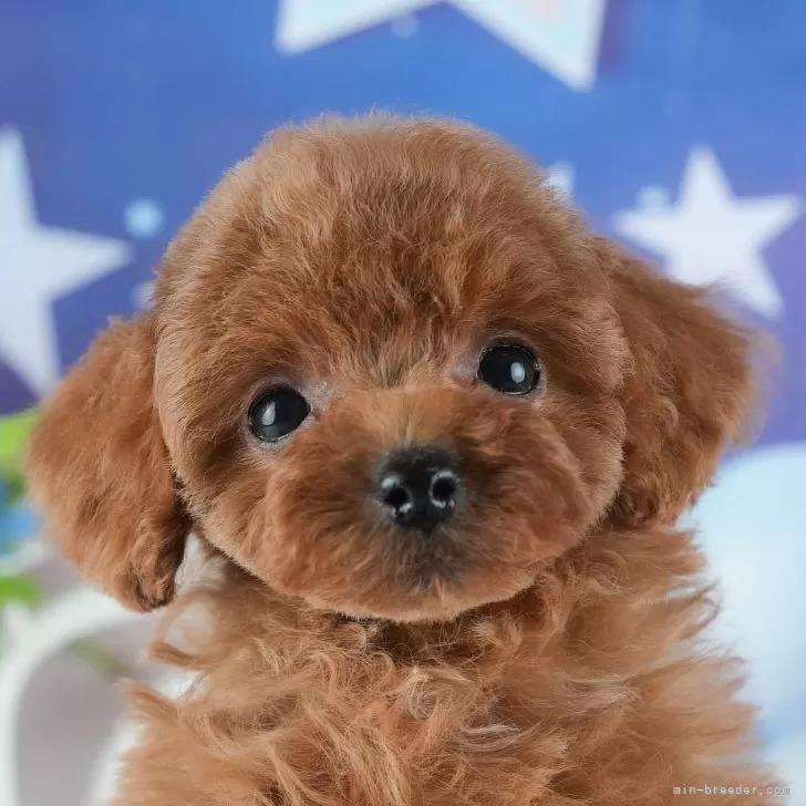 タイニープードル【茨城県・男の子・2025年1月9日・レッド】の写真1「🐶全頭総額表示(接種済ワクチン代・マイクロチップ代・健康診断料込)」
