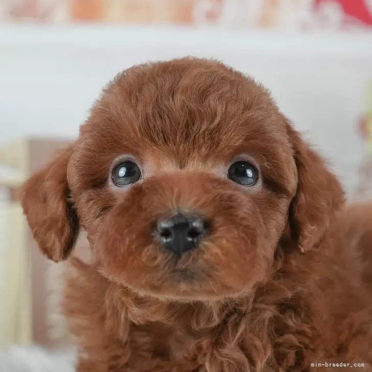 omomo 様のお迎えした子犬