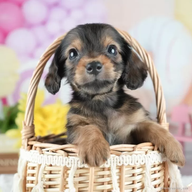 ミニチュアダックスフンド(ロング)【茨城県・男の子・2025年3月4日・シェーデッドレッド】の写真1「🐶全頭総額表示(接種済ワクチン代・マイクロチップ代・健康診断料込)」