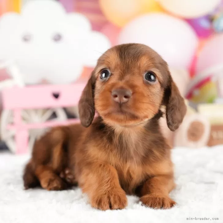 カニンヘンダックスフンド(ロング)【茨城県・男の子・2024年10月22日・チョコレートタン】の写真1「🐶全頭総額表示(接種済ワクチン代・マイクロチップ代・健康診断料込)」
