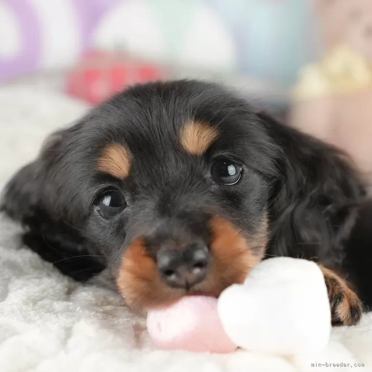 ともとも 様のお迎えした子犬