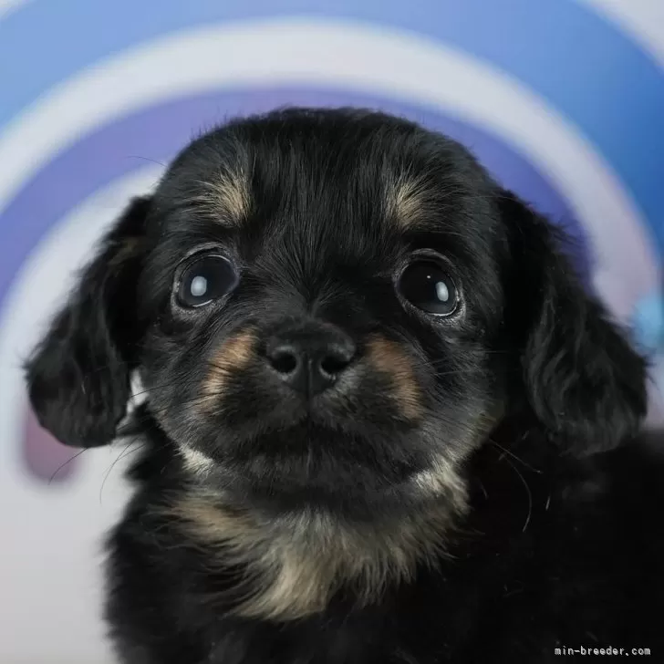 アンディパパ 様のお迎えした子犬