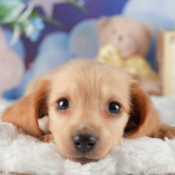 ミニチュアダックスフンド(ロング)【茨城県・男の子・2024年11月25日・イエロー】の写真「1/18愛犬同伴見学・1/25見学会開催💓」