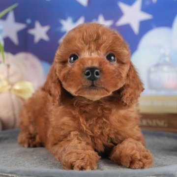 トイプードル(トイ)【茨城県・男の子・2024年10月24日・レッド】の写真「2/8(土)見学会開催🎉50頭以上が大集合💖」