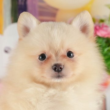 ポメラニアン【茨城県・男の子・2024年10月7日・クリーム】の写真「12月7日愛犬同伴見学day🐶💕」