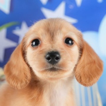 ミニチュアダックスフンドの子犬を探す｜ブリーダー直販の子犬販売【みんなのブリーダー】