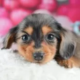ミニチュアダックスフンド(ロング)【茨城県・女の子・2025年2月2日・シルバーダップル】の写真1「🐶全頭総額表示(接種済ワクチン代・マイクロチップ代・健康診断料込)」
