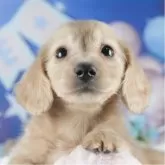 ミニチュアダックスフンド(ロング)【茨城県・男の子・2025年2月22日・イエロー】の写真1「🐶全頭総額表示(接種済ワクチン代・マイクロチップ代・健康診断料込)」