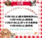 カニンヘンダックスフンド(ロング)【茨城県・男の子・2024年10月22日・チョコレートタン】の写真5「今年最後のわんちゃんとの出会いの場を盛大にご用意💕詳しくはブログをご覧ください✨問い合わせ急増中✉」