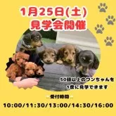 ミックス(チワワ×シーズー)【茨城県・女の子・2024年11月6日・フォーンホワイト】の写真2「1月25日(土)最大規模の見学会💕未掲載のワンちゃんも初お披露目です👀」