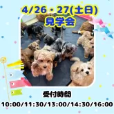 ミニチュアダックスフンド(ロング)【茨城県・女の子・2024年12月30日・チョコレート&タン】の写真2「4月26日(土)・27日(日)2days見学会開催🌟毎回20組以上のご予約を頂いております🎵」