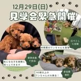 ミックス(チワワ×シーズー)【茨城県・男の子・2024年11月6日・フォーンホワイト】の写真2「12/29(日)見学会追加開催決定🌟今年最後にワンちゃんと運命の出会いを果たしませんか？🐶」