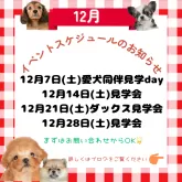 トイプードル(トイ)【茨城県・女の子・2024年10月6日・レッド】の写真5「12/30(土)は見学会！🔥たくさんのわんちゃんから出会いが見つかる💖参加費は無料！」