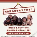 カニンヘンダックスフンド(ロング)【茨城県・女の子・2024年12月4日・ブラック&タン】の写真5「複数の子犬を見学可能です☺ご希望の子がいれば遠慮なくお伝えください！」