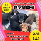 トイプードル(トイ)【茨城県・女の子・2024年12月6日・レッド】の写真2「2月8日(土)最大規模の見学会💕未掲載のワンちゃんも初お披露目です👀」