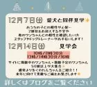 カニンヘンダックスフンド(ロング)【茨城県・男の子・2024年10月22日・シェーデッドレッド】の写真5「12月7日:おうちの子と同伴見学🐩🚶12月14日:見学会✨」