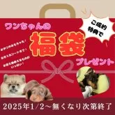 トイプードル(トイ)【茨城県・男の子・2024年8月5日・アプリコット】の写真5「1月2日から５０００円相当の福袋プレゼント🎁無くなり次第終了です💦」