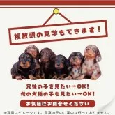 ミニチュアダックスフンド(ロング)【茨城県・女の子・2024年11月25日・イエロー】の写真5「複数の子犬を見学可能です☺ご希望の子がいれば遠慮なくお伝えください！」