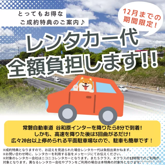 トイプードル【茨城県・男の子・2024年9月19日・レッド】11/24(日 )は相談会！詳しくはブログを見てね｜みんなのブリーダー（子犬ID：2411-01689）