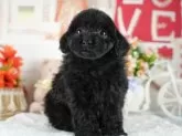 トイプードル(トイ)【茨城県・男の子・2025年1月7日・ブラック】の写真9「獣医師さんによる健康診断実施済み！🏥もちろん健康診断書も付いてます🌟」