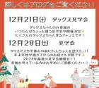 カニンヘンダックスフンド(ロング)【茨城県・男の子・2024年10月22日・チョコレートタン】の写真8「12月21日:ダックスちゃんのみの見学会🐶12月28日:2024年最後の見学会✨」