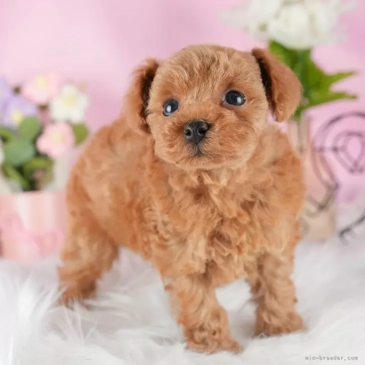 タイニープードル【茨城県・男の子・2024年5月1日・アプリコット】の写真1「6/14撮影🐶全頭総額表示」