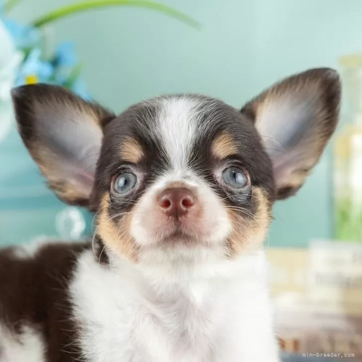 いなみ 様のお迎えした子犬