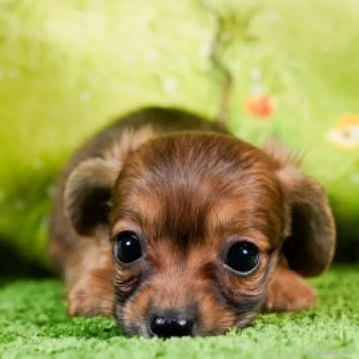 ぷるけん 様のお迎えした子犬