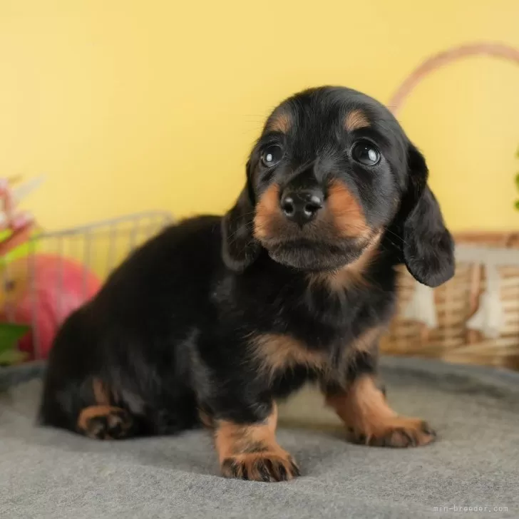 S.M 様のお迎えした子犬