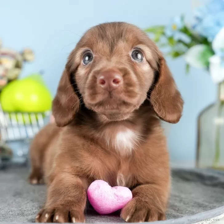 ミニチュアダックスフンド(ロング)【茨城県・女の子・2024年7月29日・チョコレート】の写真1「🐶全頭総額表示(接種済ワクチン代・マイクロチップ代・健康診断料込)」