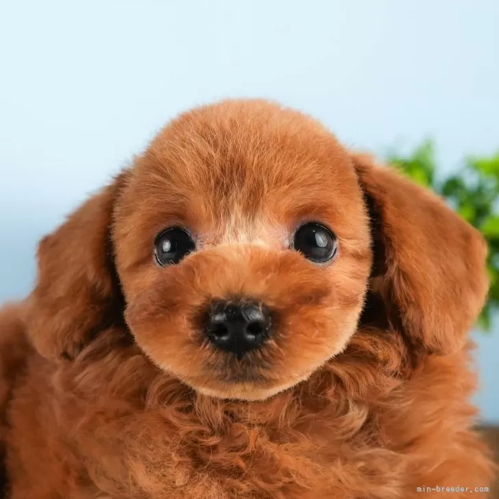 fuuko 様のお迎えした子犬