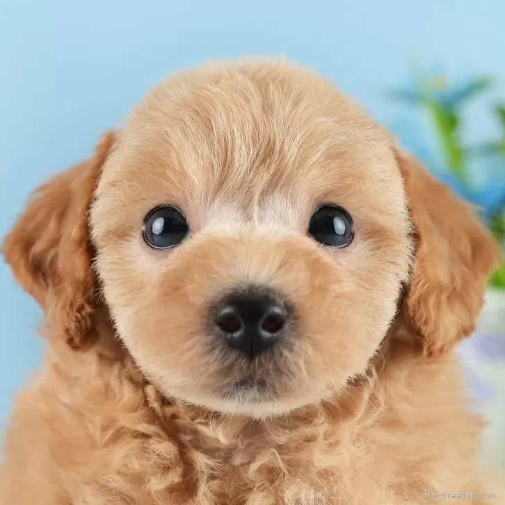 なつ 様のお迎えした子犬