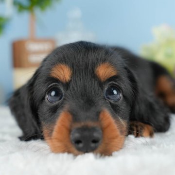 カニンヘンダックスフンド(ロング)【茨城県・男の子・2024年9月7日・ブラック&タン】の写真「11/10(日)愛犬と行こう！同伴見学day🐶」