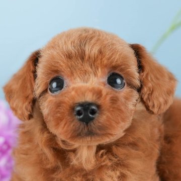 トイプードル(トイ)【茨城県・男の子・2024年8月5日・アプリコット】の写真「11/10(日)愛犬と行こう！同伴見学day🐶」