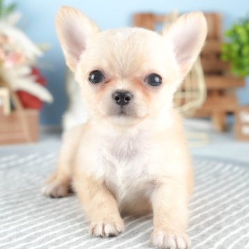 茨城県のチワワの子犬を探す｜ブリーダー直販の子犬販売【みんなのブリーダー】