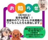 タイニープードル【茨城県・男の子・2023年12月20日・アプリコット】の写真5「2月10日(土)見学会❢」